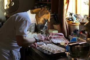 Boxer dog as man cooking