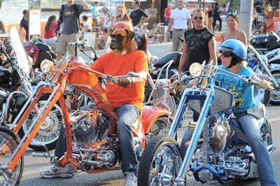 boxer-dog-as-man-on-motorcycle