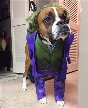 Boxer dog as the Joker costume