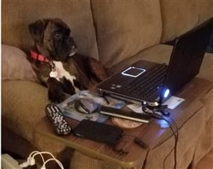 boxer-dog-at-computer-funny-pic-