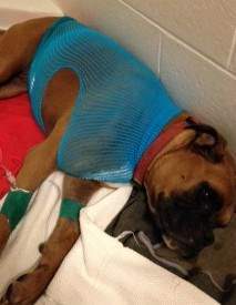 Boxer dog resting after blockage
