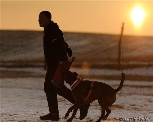 boxer-dog-clinging-to-trainer-at-sunset 