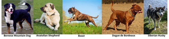 Boxer dog compared to other working breeds