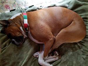 Boxer dog curled up sleeping