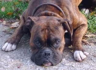 Boxer dog down on ground