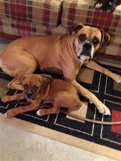 father and son boxer dogs