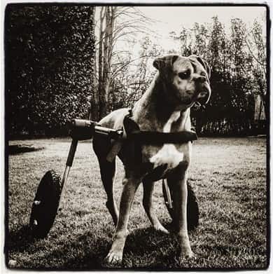 boxer-dog-first-wheelchair-day