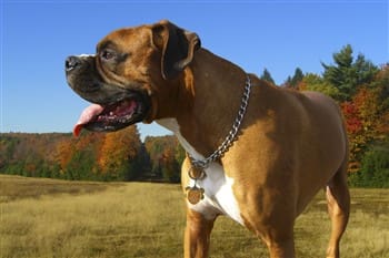 Boxer Dog Information Center | Proper Feeding | Food Issues