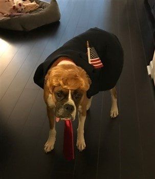boxer-dog-halloween-costume