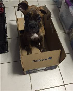 Boxer dog in a box
