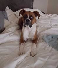 Boxer dog sleeping in bed