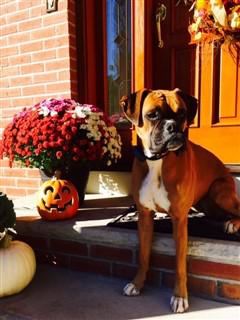 Boxer dog outside in fall time