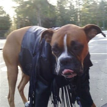 boxer dog in leather jacket