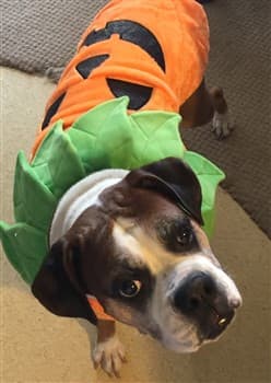 Boxer dog in pumpkin costume