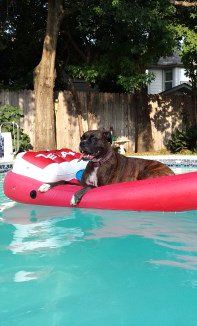 Boxer dog in swimming pool