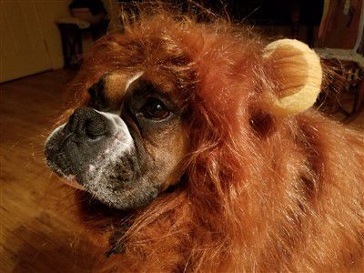 boxer-dog-lion-mane-costume