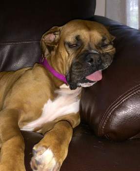 brown and tan Boxer dog, white markings