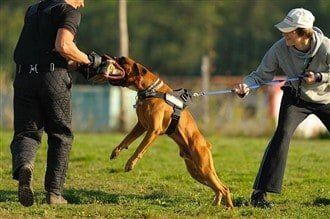 boxer-dog-lunging-for-arm 