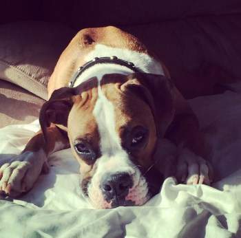 Boxer dog male 1 year old