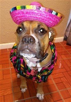 boxer-dog-mexican-costume
