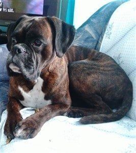 boxer-dog-moderate-patch