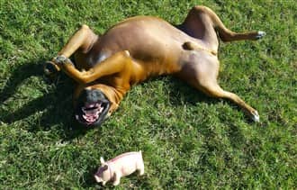 Boxer dog on his back