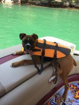 Boxer dog on boat in summer