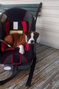 Boxer dog on rocking chair