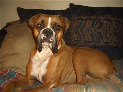 boxer dog on sofa, 3 years old