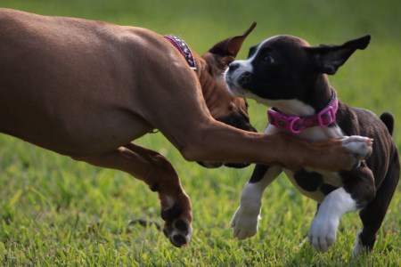 Two Boxer Dogs Playing Together