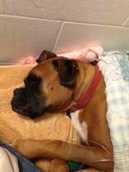 Boxer dog after blockage surgery