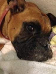 Boxer dog resting after surgery