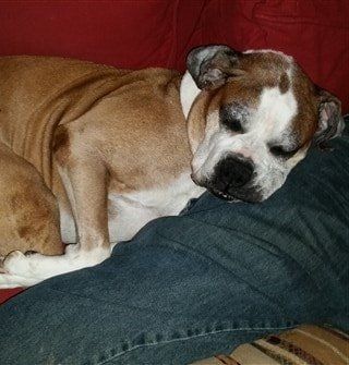 Boxer dog sleeping on owner's leg