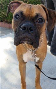 boxer-dog-small-white-patch