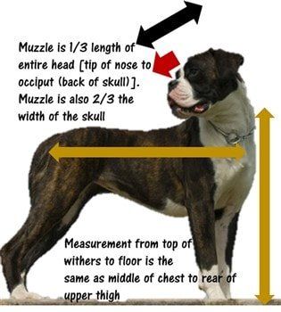 Boxer dog square shape explained-measurements