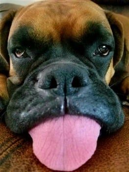 cancer in boxer dogs
