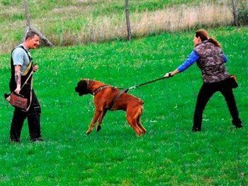boxer-dog-training-to-protect