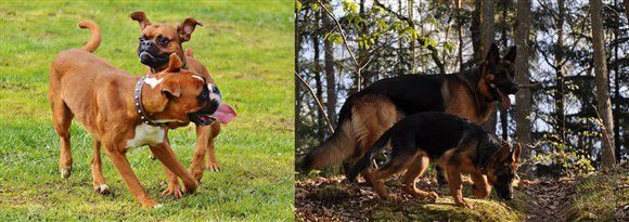 boxer-dog-vs-german-shepherd-01