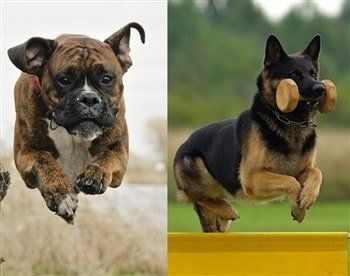 boxer-dog-vs-german-shepherd