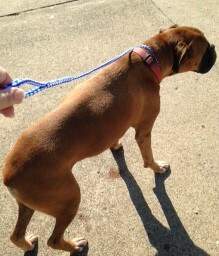 Boxer dog walking