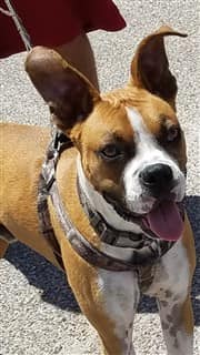 Boxer dog wearing a harness