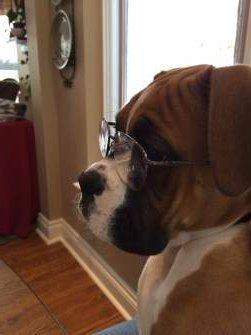 Boxer dog wearing glasses