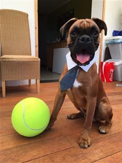 Boxer dog wearing a tie