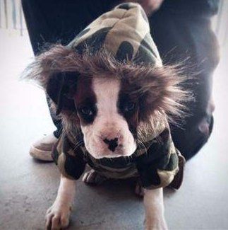 Boxer dog winter coat