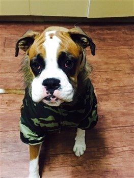 Boxer dog wearing winter coat