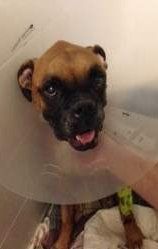 Boxer dog with cone