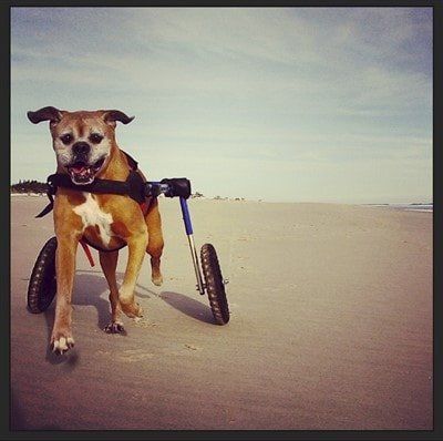 boxer dog running in wheelchair