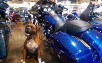 Boxer dog with motorcycles