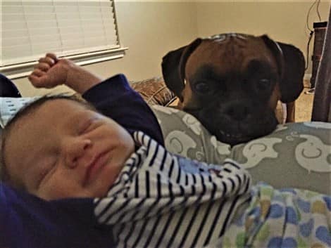 boxer-dog-with-newborn-baby
