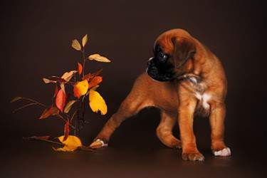 Cute Boxer puppy, red fawn